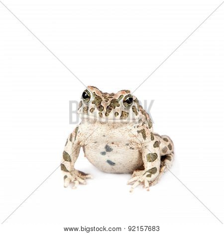 The Egyptian green toad on white
