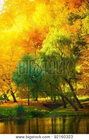 Water With Autumn Trees In Park