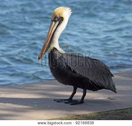 Brown Pelican