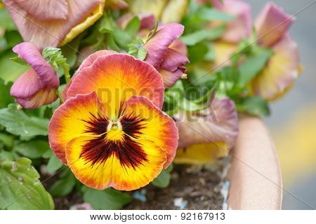 Violet Of Thought