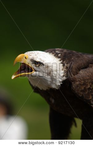 Screaching-Weißkopfseeadler