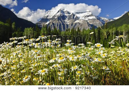 Tusindfryd på Mount Robson Provincial Park, Canada