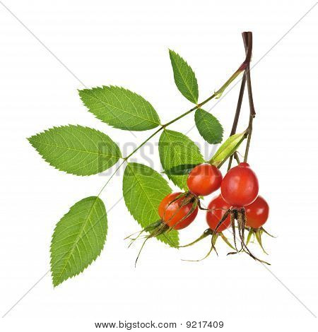 Филиал с шиповника