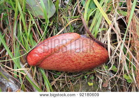 jungle pitcher plant (Nepenthes Rajah)
