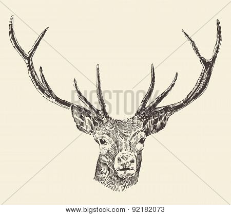 Deer Head Vintage Illustration, Hand Drawn, Vector