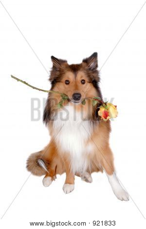 Romantique chien 4