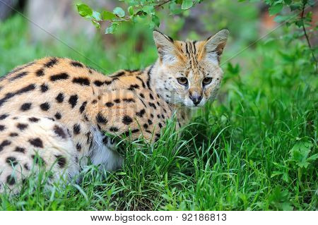 Serval