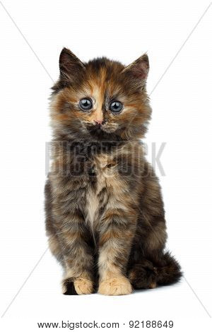 Cute Tortie Kitten Sitting On White Background