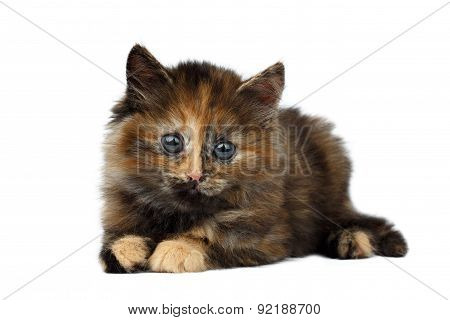 Cute Tortie Kitten Lies On White Background