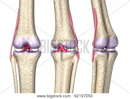 Knee Joint Anatomy, 3D Model