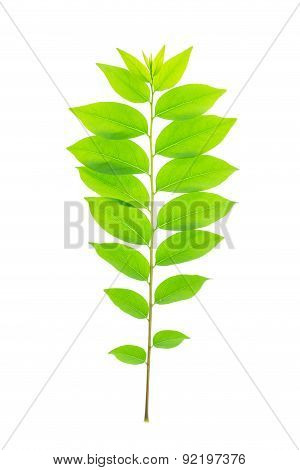 Cose Up Green Leaf Of Star Gooseberry Tree