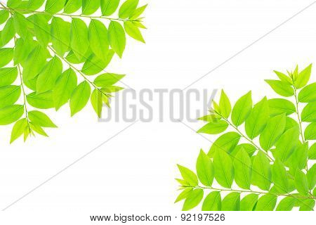 Cose Up Green Leaf Of Star Gooseberry Tree