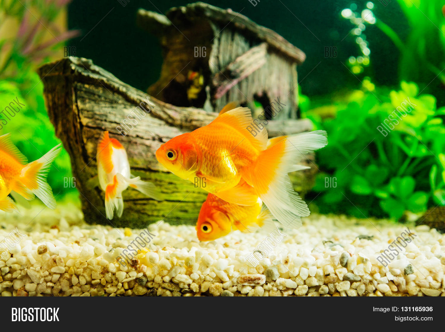 Золотые Рыбки Аквариумные Купить В Спб