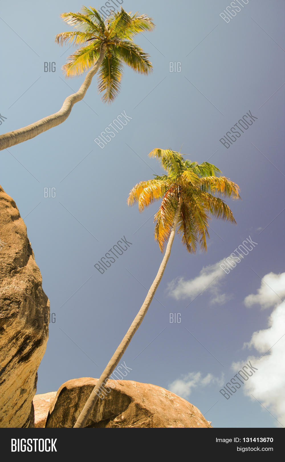 Two Palm Trees Rocks Image & Photo (Free Trial) Bigstock