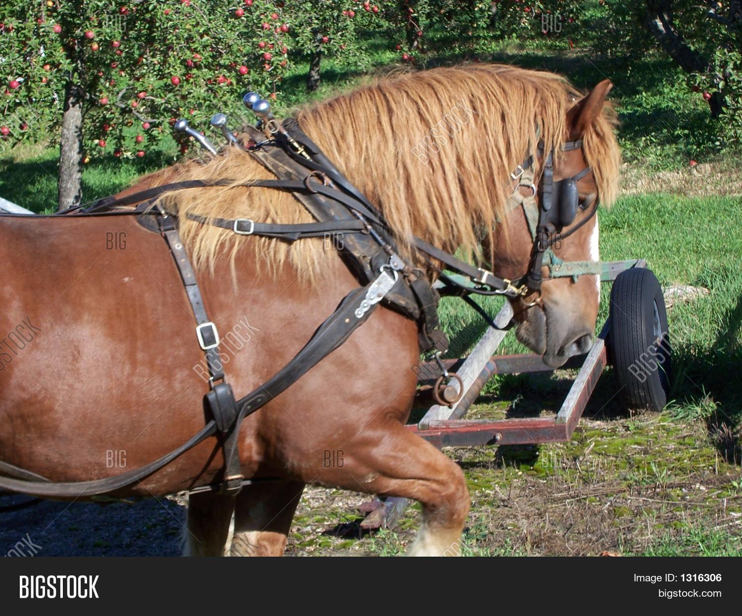 Horse Pulling Wagon Image & Photo (Free Trial) Bigstock