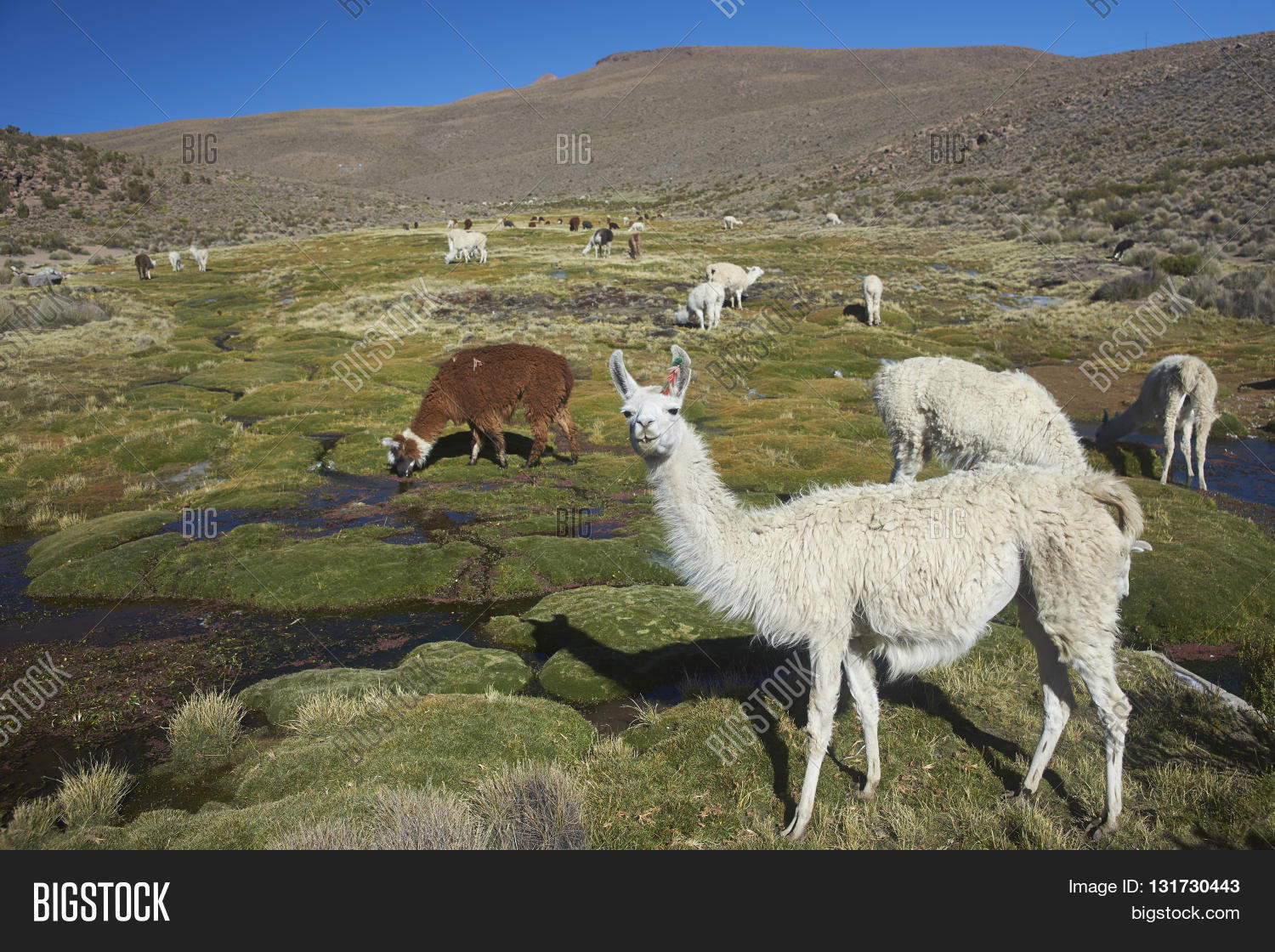 Group Llama (Lama Image & Photo (Free Trial) Bigstock