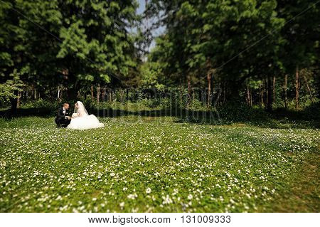 Wedding Couple Sitting In The Meadow Of Spring Flowers At Sunny Day. Tilt-shift Lence Photo