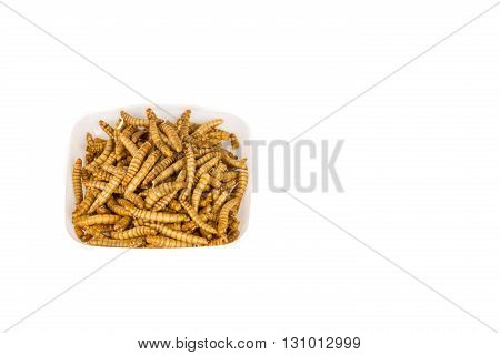 White Plate of fried insects. molitors,white background