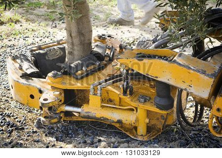Jaen Spain - January 2 2016: Vibrating machine in an olive tree olive compilation of mechanical form during the winter in January take in Jaen Spain