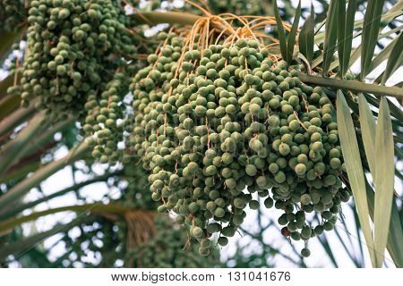 Date palm farming in the Gulf. Close up of growing bunch of date fruit on the tree.