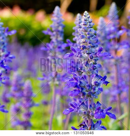 Purple tropical flower in garden for background