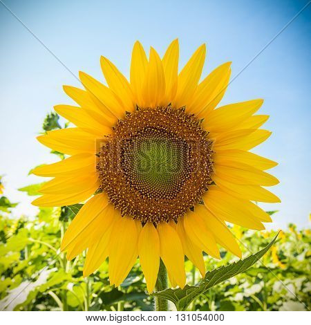 close up of sunflower on blue sky background
