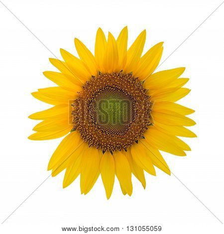 Sunflower isolated on white background with clipping path.