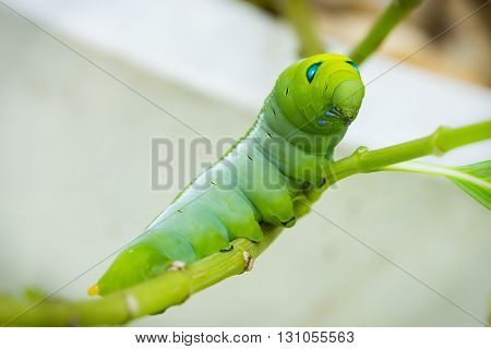 close up of green caterpillar on branch