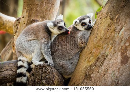 close up of lemur sitting on a tree