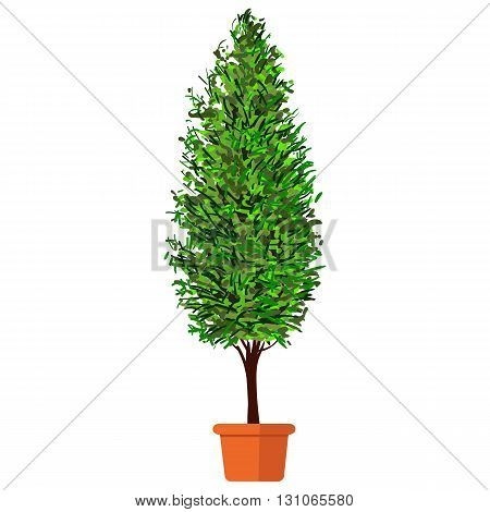 Vector illustration plant in pot. Thuja in pot