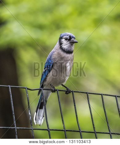 blue jayCyanocitta cristata is a passerine bird in the family Corvidae native to North Americ