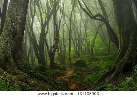 Deep and dense tropical jungle in Southeast Asia