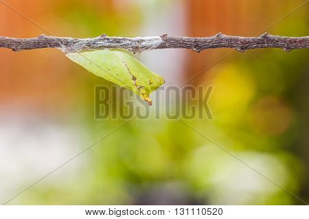 Chrysalis Of Tailed Jay Butterfly