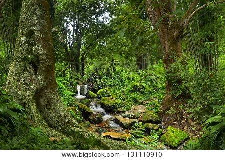 Deep and dense tropical jungle in Southeast Asia