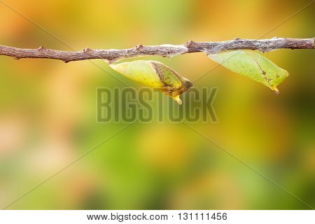 Chrysalis And Mature Of Tailed Jay Butterfly With Twig
