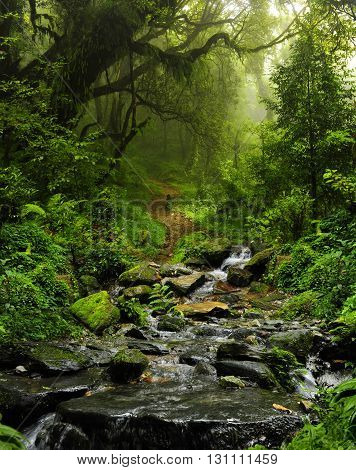 Deep and dense tropical jungle in Southeast Asia
