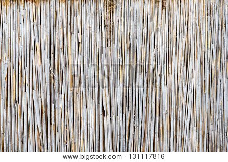 nature texture of the light dry reeds