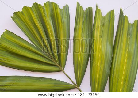 background nature leaves green object bright art