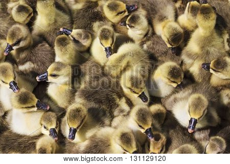 ack of little goslings, poultry farm, top view, young birds