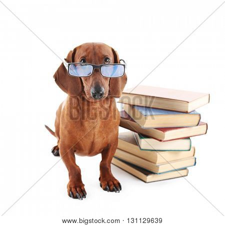 Dachshund in glasses with a stack of books isolated on white.