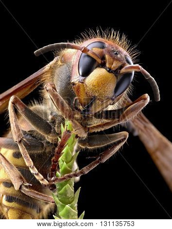 Macro shot of hornet or yellow jacket.