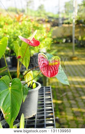 Beautiful red anthurium in a pot in tropical areas