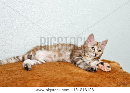 Kuril Bobtail kitten resting after a game. Close-up. Thoroughbred cat. Cute and funny kitten. Pet.