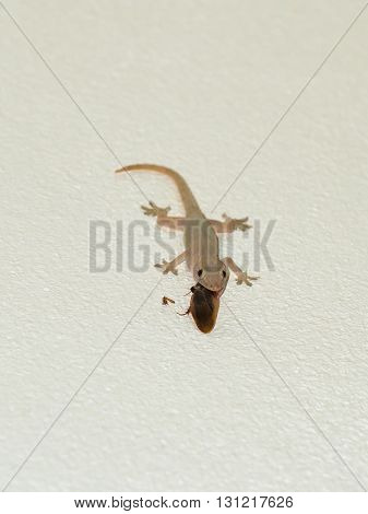 Eyes contact with house lizard eating big cockroach on house wall