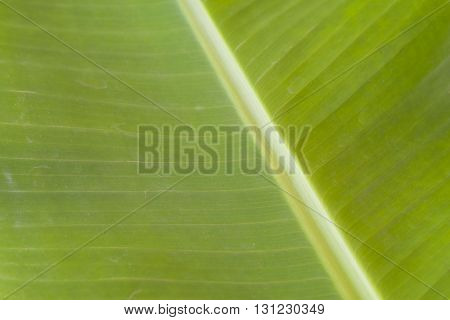 background nature banana leaves frame green bright