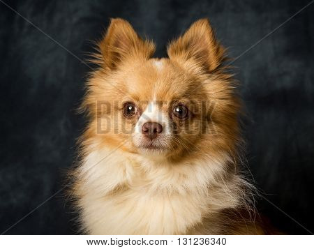 Chiwawa
