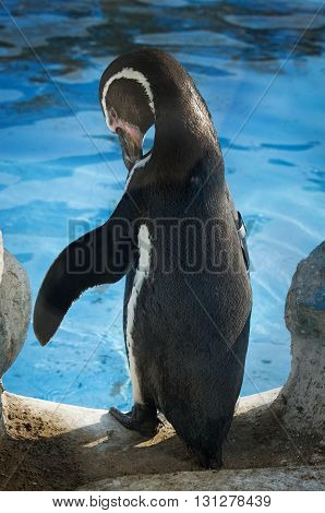 Humbold Penguins At Water. Zoo In Lima. Peru