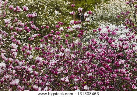 In the garden of pink flowers in bloom Magnolia Soulangeana