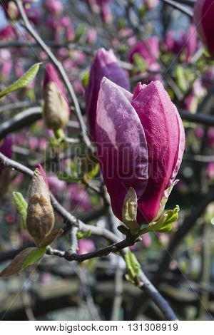 In the garden of pink flowers in bloom Magnolia Soulangeana