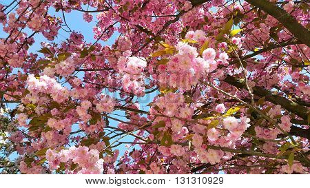 Beautiful flowers of japanese cherry blossom - Prunus serrulata tree flowers